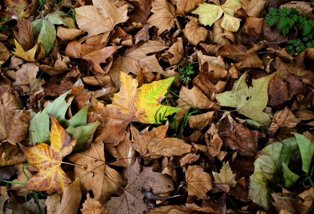 Leaves - iStock_000001108687_Medium