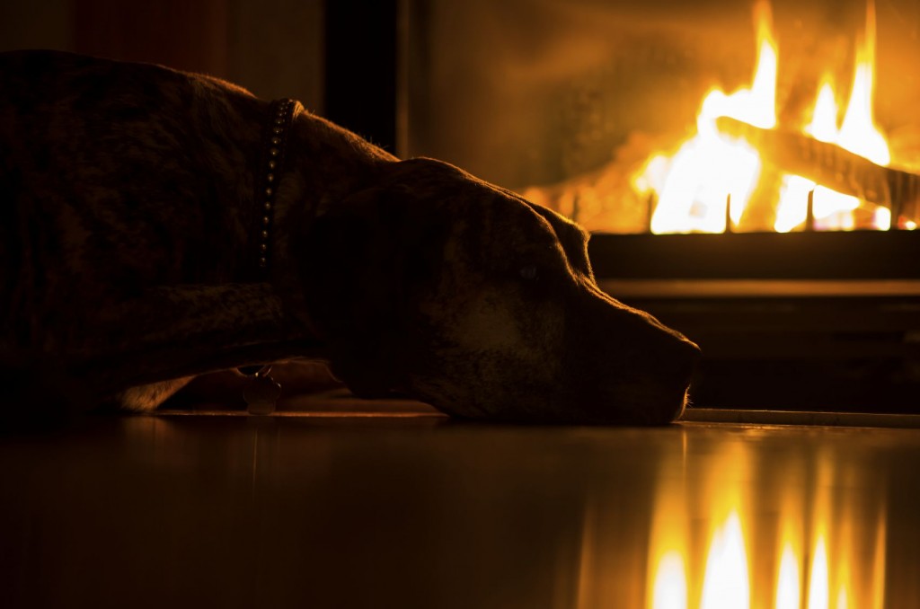 Dog By Fireplace - iStock_000054909566_Medium