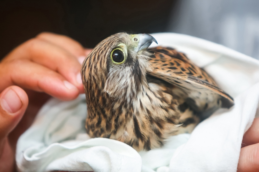 If you must handle the bird yourself, arm yourself with a towel to cover the bird with as you gently reach in to pick it up