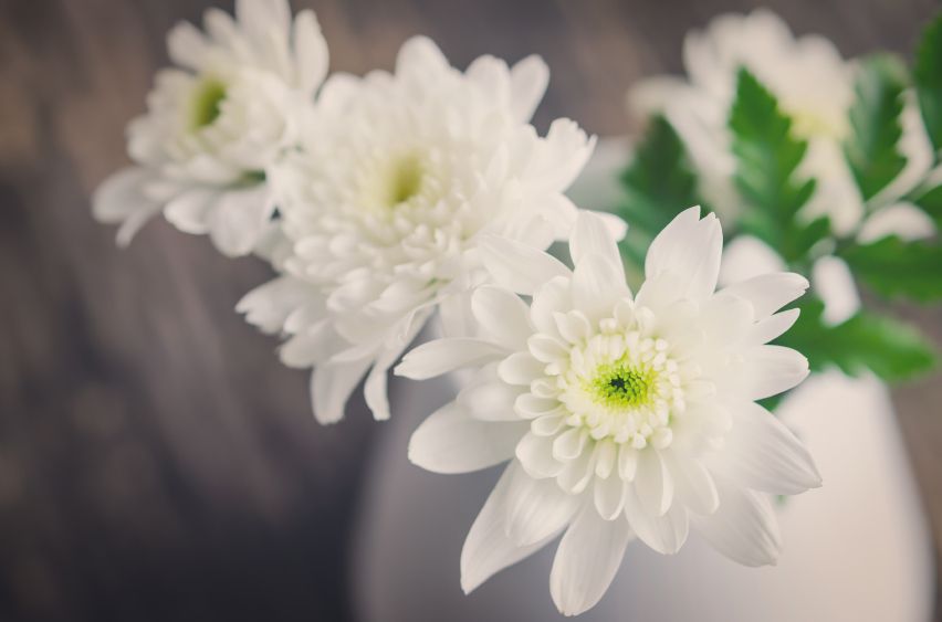 White Chrysanthemum flower