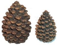 High Definition Pine Cones